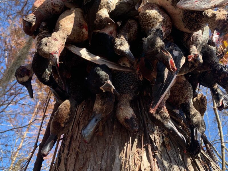 Louisiana Duck Hunt