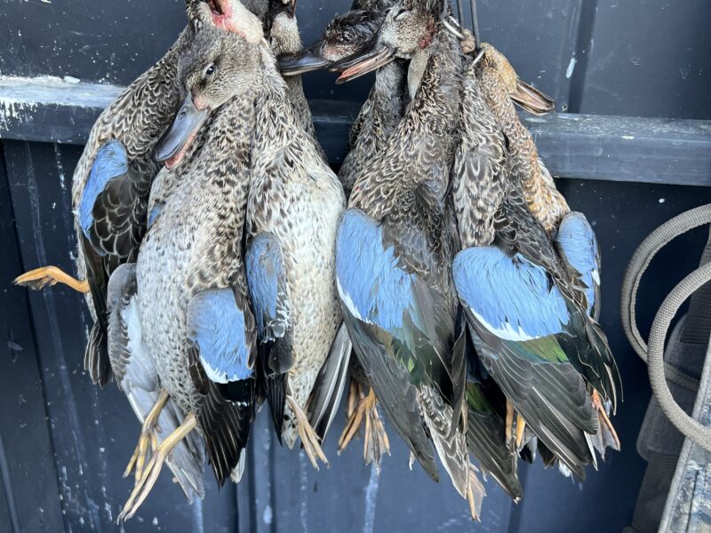 Louisiana Early Season Teal