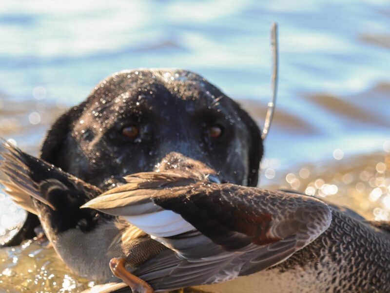 Louisiana Duck Hunt