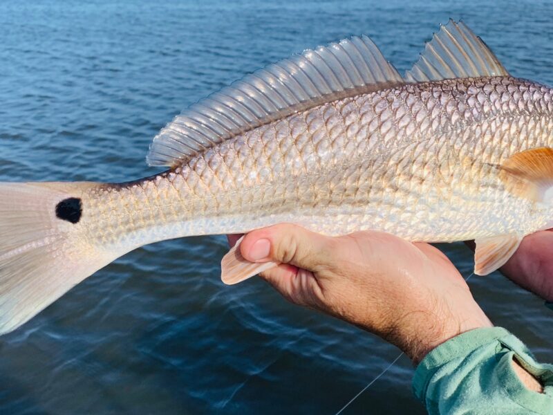 Louisiana Inshore Fishing