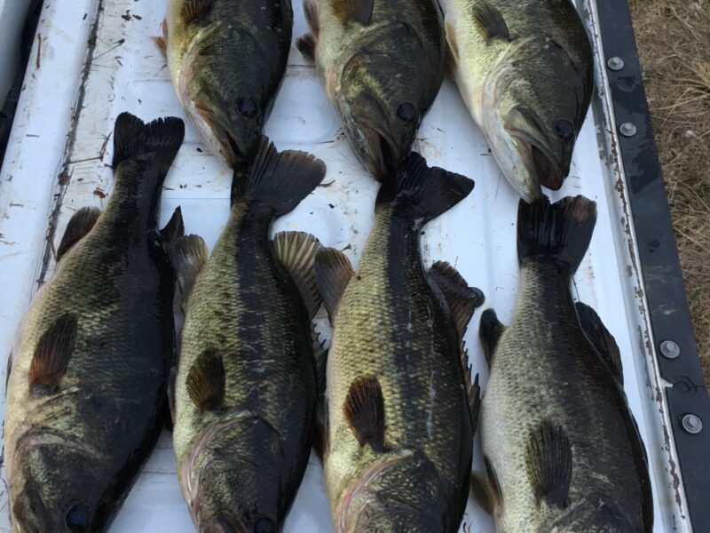 Louisiana Freshwater Fishing Trip