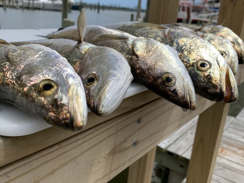 Louisiana Inshore Fishing