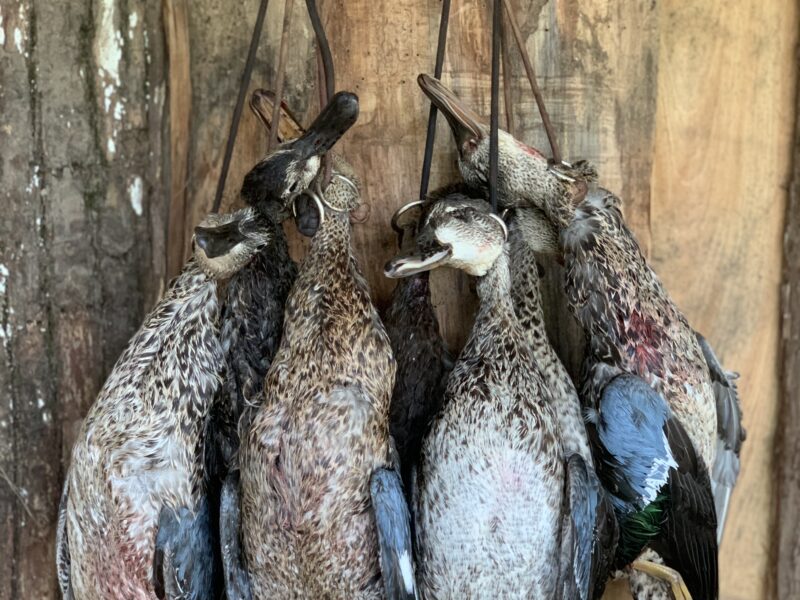 Louisiana Early Season Teal