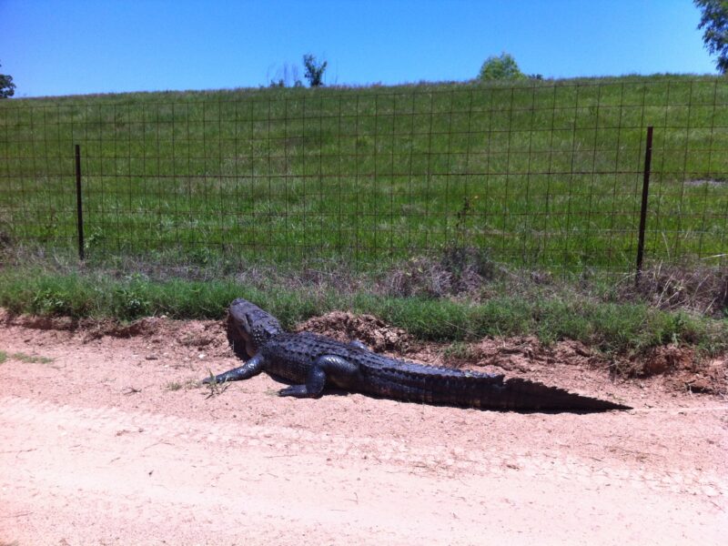 Louisiana Alligator Hunt