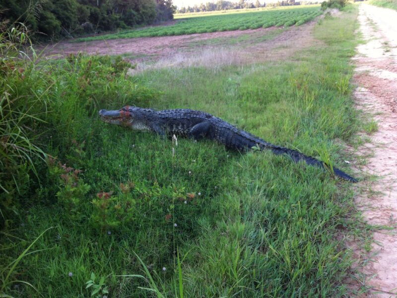 Louisiana Alligator Hunt