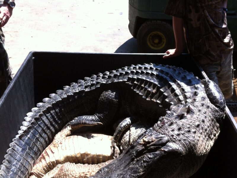 Louisiana Alligator Hunt