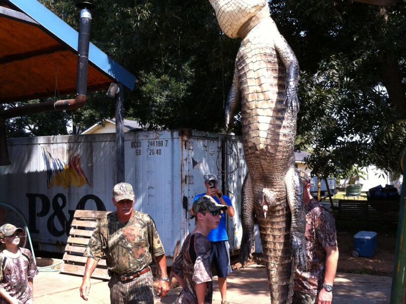 Louisiana Alligator Hunt