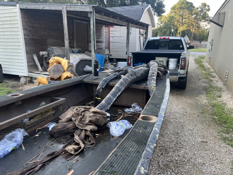 Louisiana Alligator Hunt