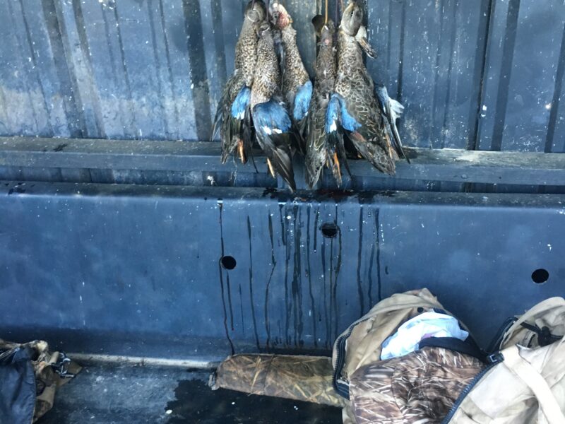 Louisiana Early Season Teal