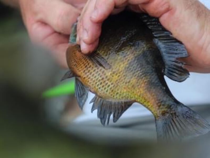 Louisiana Freshwater Fishing Trip