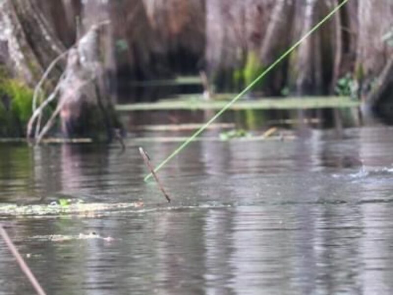 Louisiana Freshwater Fishing Trip