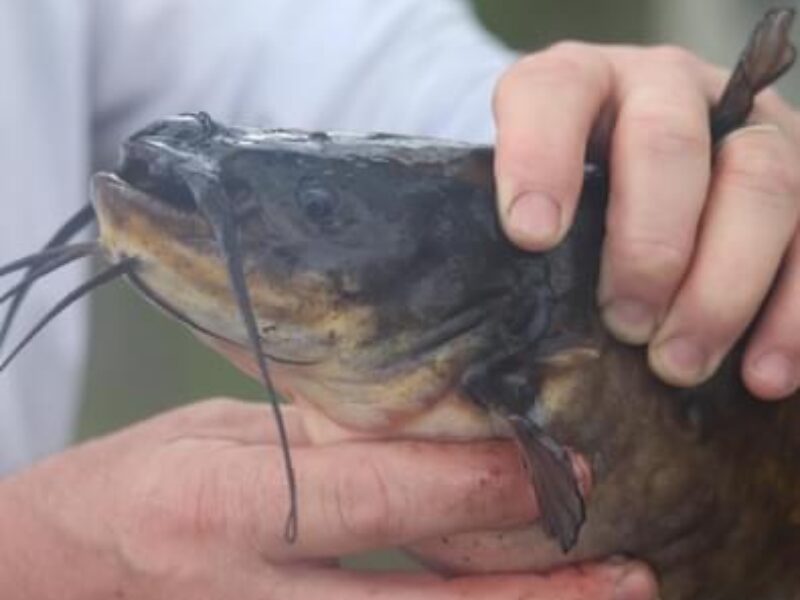 Louisiana Freshwater Fishing Trip