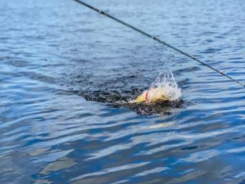 Louisiana Freshwater Fishing Trip