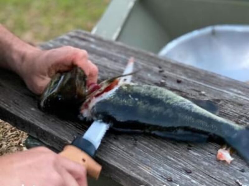 Louisiana Freshwater Fishing Trip