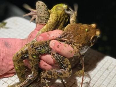 Louisiana Frog Catching