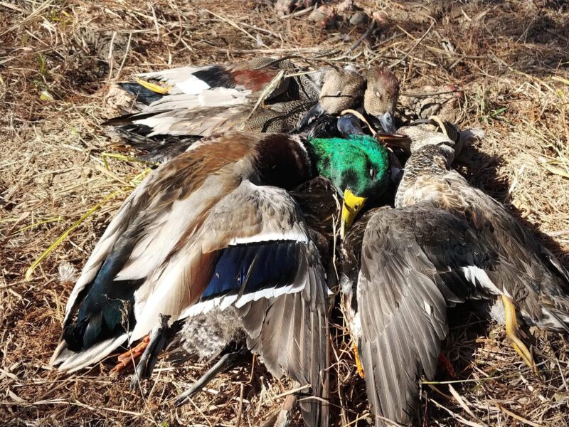 Louisiana Duck Hunt