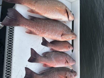 Flared Fins Florida Fishing Charter