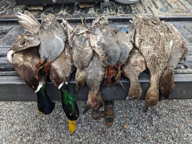 Reelfoot Lake Duck Hunting | David Blakley's Guide Service