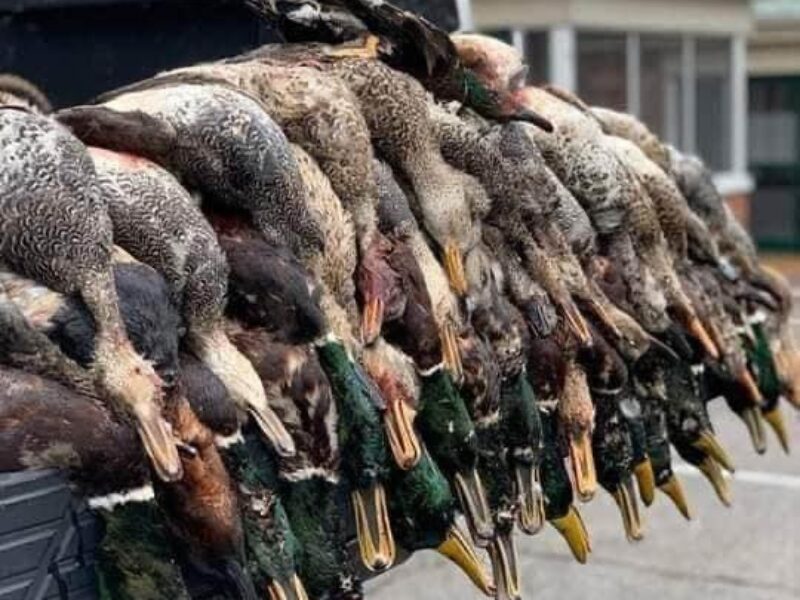 Reelfoot Lake Duck Hunting | David Blakley's Guide Service