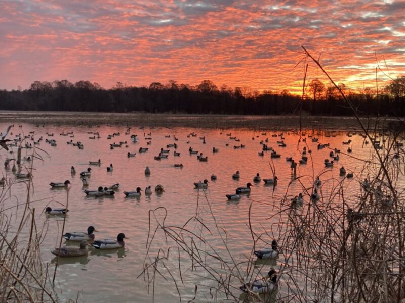 Reelfoot Lake Duck Hunting | David Blakley's Guide Service