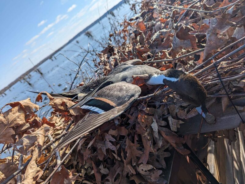 Reelfoot Lake Duck Hunting | David Blakley's Guide Service