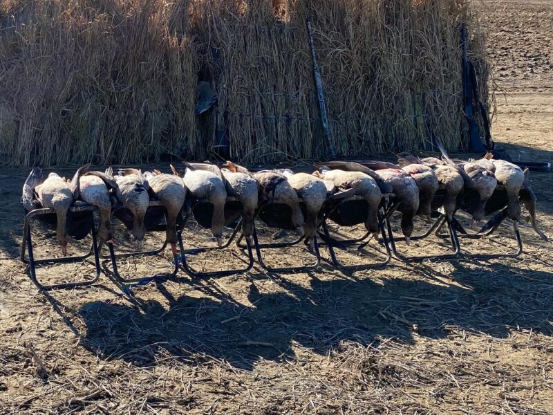 Guided Specklebelly Goose Hunts