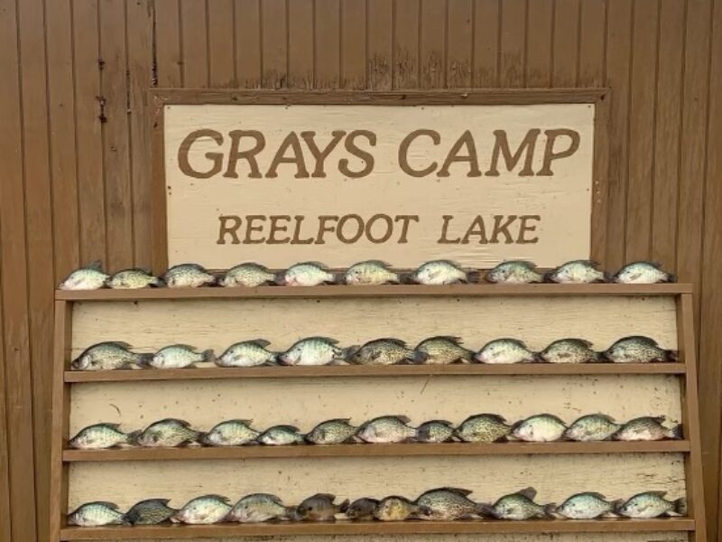 Guided Fishing on Reelfoot Lake | Grays Camp