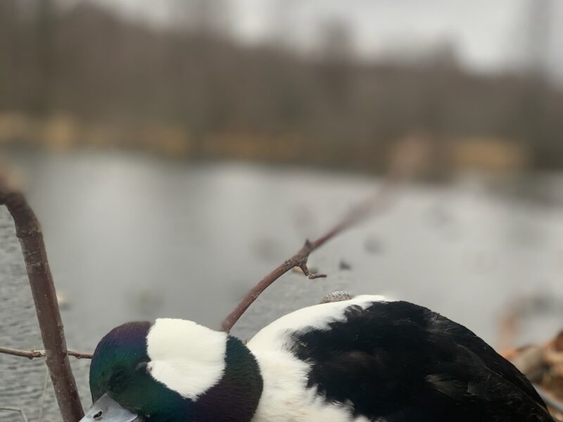 Guided Duck Hunts on Reelfoot Lake | Grays Camp