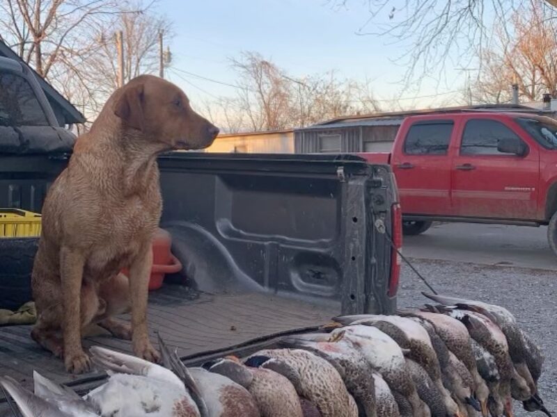 Guided Duck Hunts on Reelfoot Lake | Grays Camp