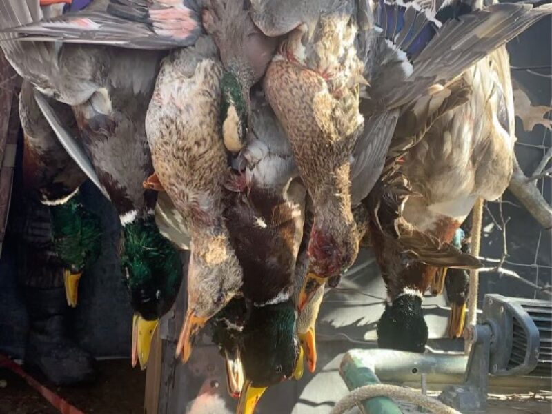 Guided Duck Hunts on Reelfoot Lake | Grays Camp