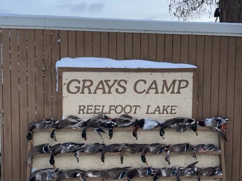 Guided Duck Hunts on Reelfoot Lake | Grays Camp