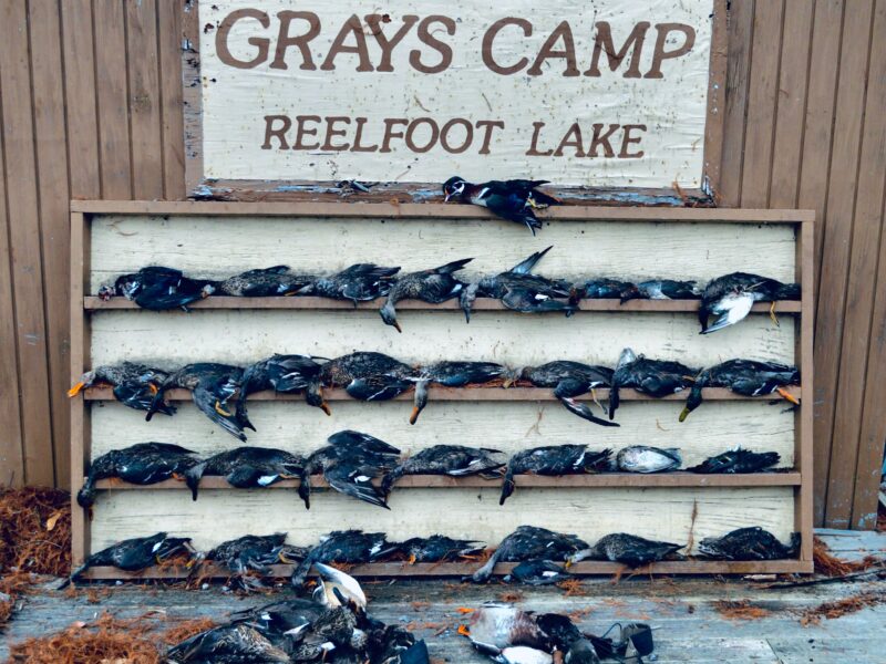 Guided Duck Hunts on Reelfoot Lake | Grays Camp