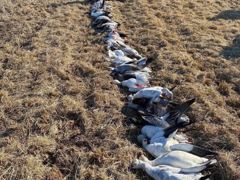 Guided Spring Conservation Snow Goose