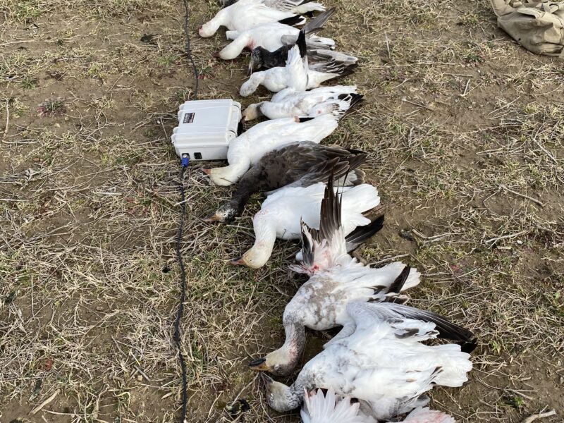 Guided Spring Conservation Snow Goose