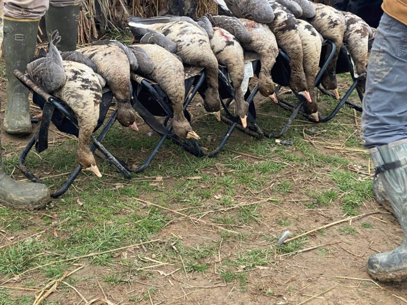 Guided Specklebelly Goose Hunts