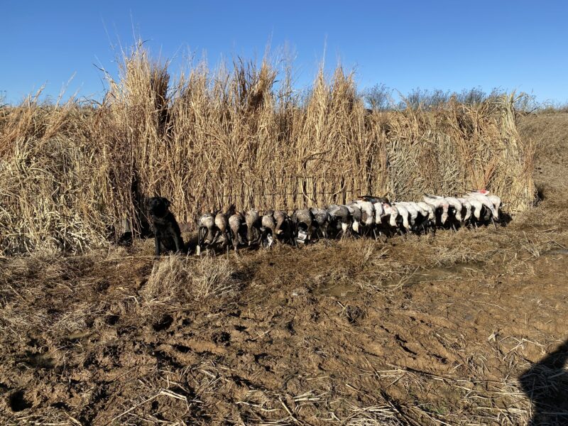 Guided Specklebelly Goose Hunts