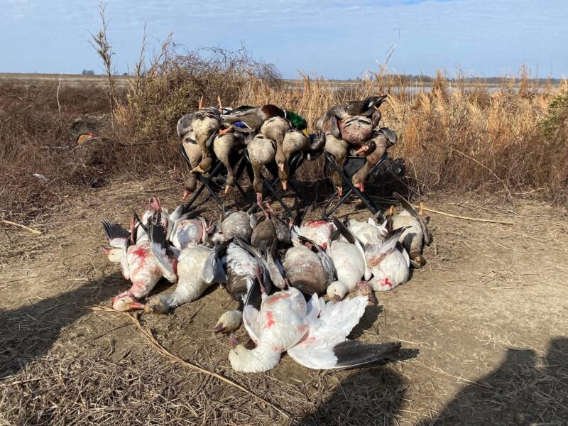 Guided Specklebelly Goose Hunts