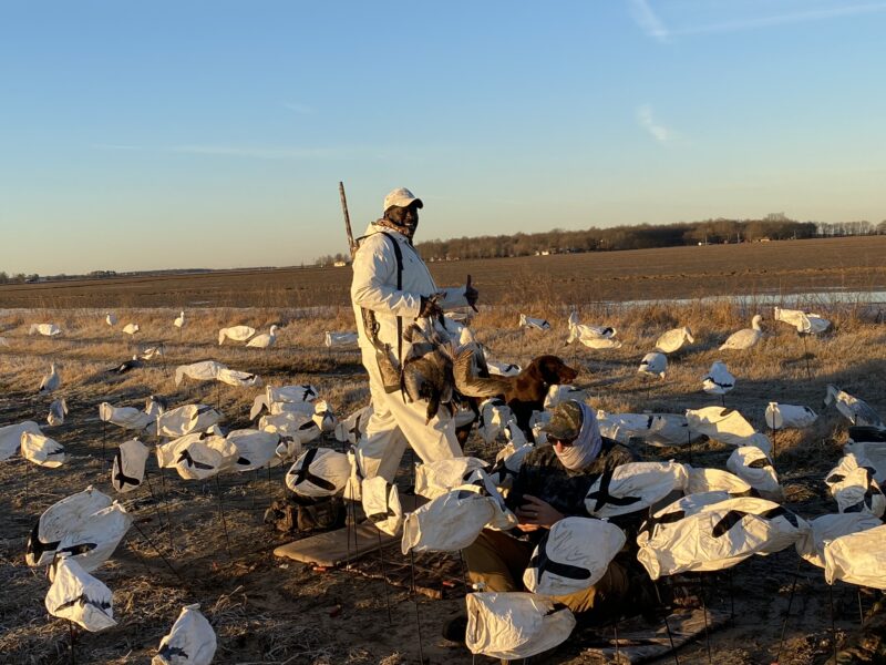 Guided Spring Conservation Snow Goose