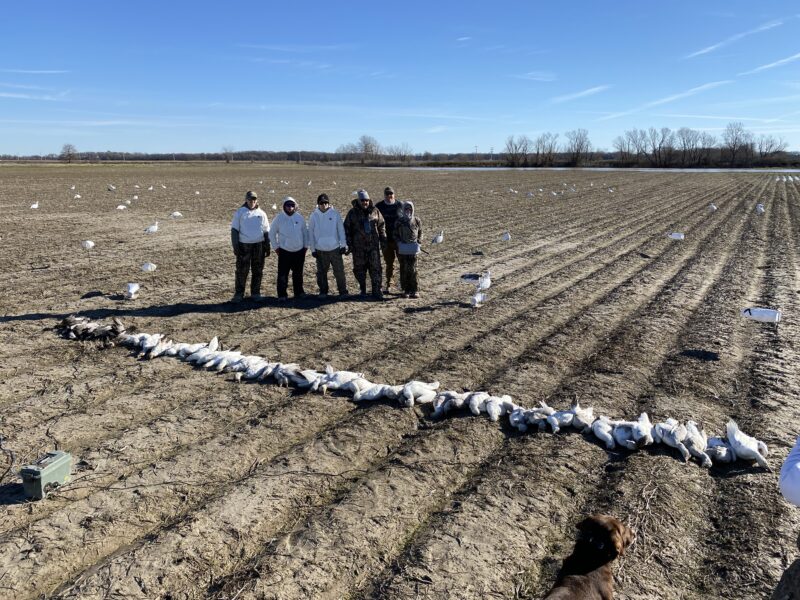 Guided Spring Conservation Snow Goose