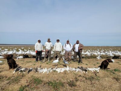 Guided Spring Conservation Snow Goose