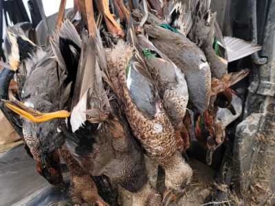 Guided Duck Hunts