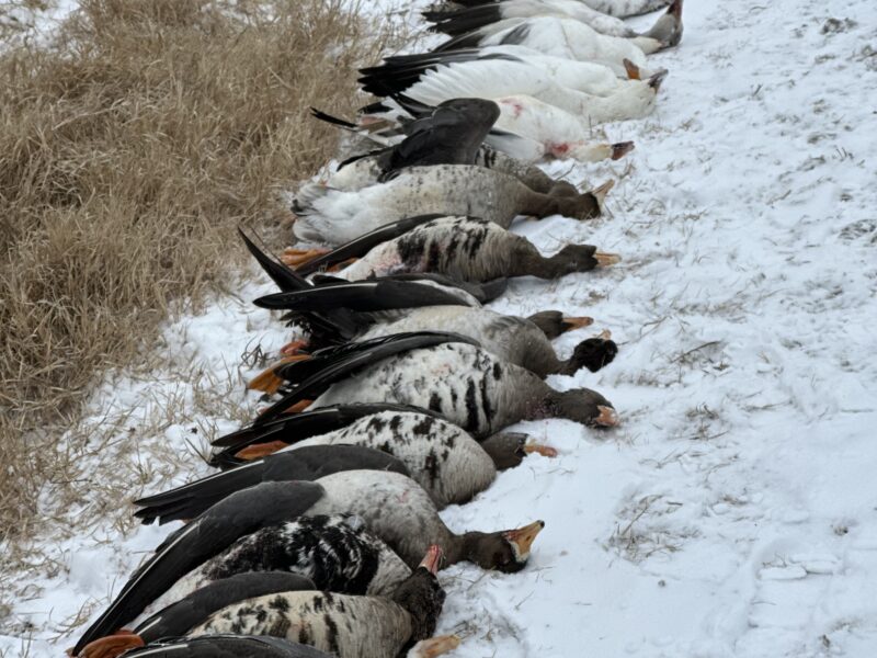 Guided Specklebelly Goose Hunts