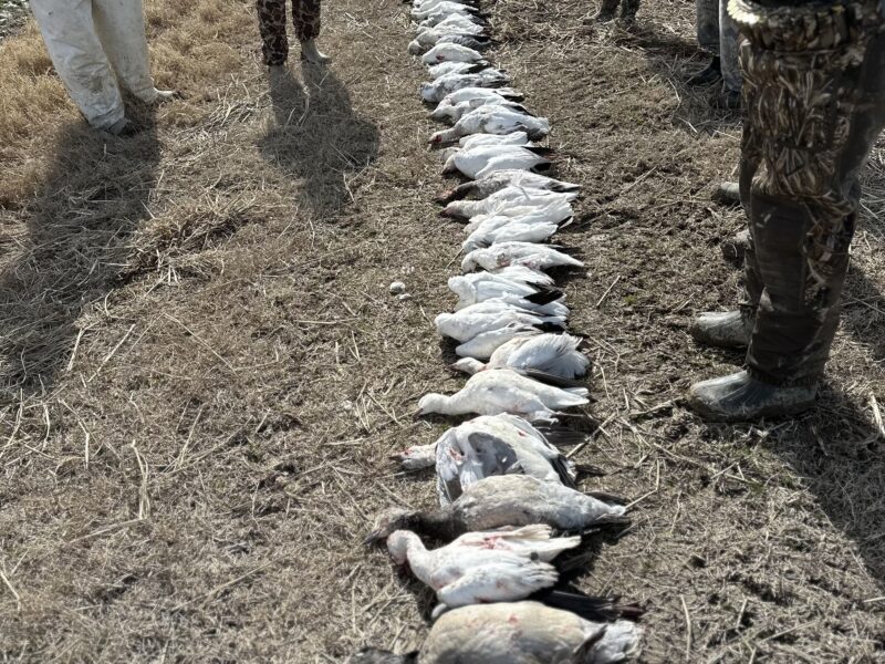 Guided Spring Conservation Snow Goose