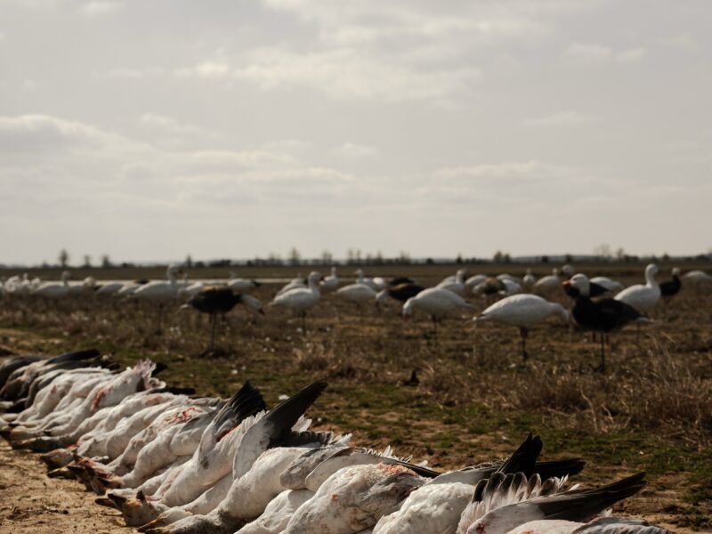 Guided Spring Conservation Snow Goose