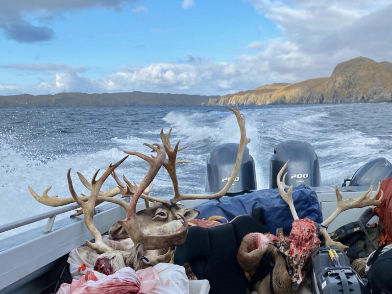 Alaska Caribou | Deep Sea Fishing | Sea Duck Combo