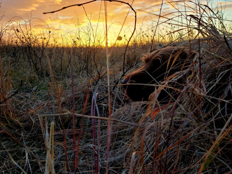 Guided Sandhill Crane & Waterfowl Hunts | Swamp Dog Alaska