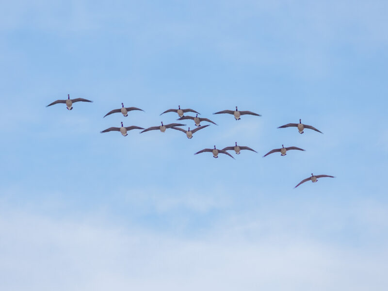 Late Season Honker Hunt - Paradise Flyway Outfitters