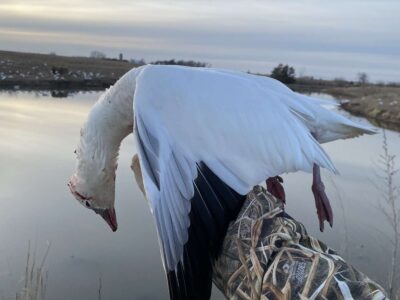 Nebraska Conservation Snow Goose Hunt | Wicked Wings