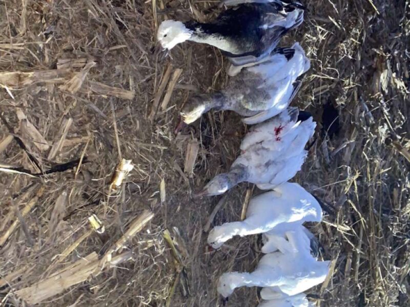 Nebraska Conservation Snow Goose Hunt | Wicked Wings