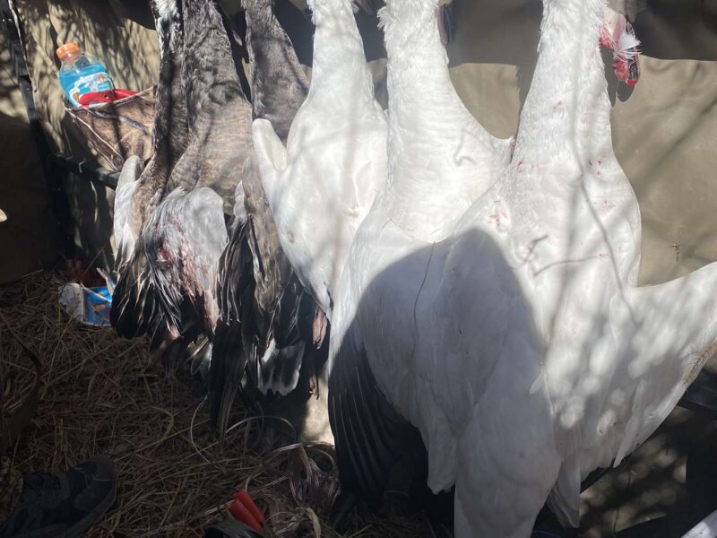 Nebraska Conservation Snow Goose Hunt | Wicked Wings